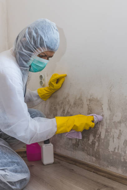 Best Attic Mold Removal  in Hamilton, IN
